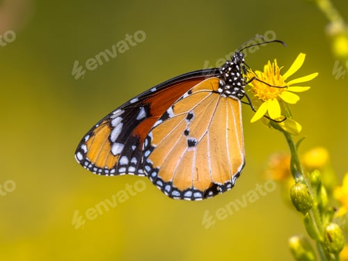 Preview: Plain tiger butterfly drinking nectar