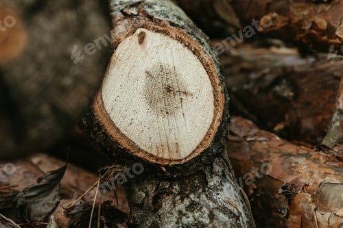 Preview: A pile of cut logs sitting next to each other
