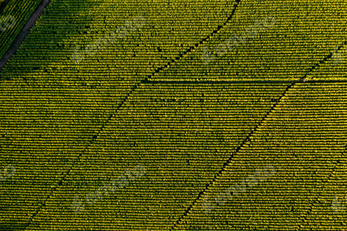 Preview: Aerial view of field growing tobacco in Chile. Top view from drone
