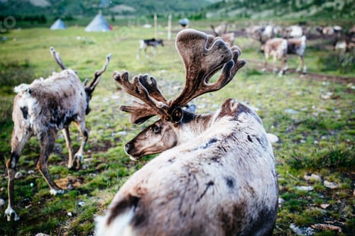Preview: High angle close up of domesticated reindeer grazing near a small rural settlement.