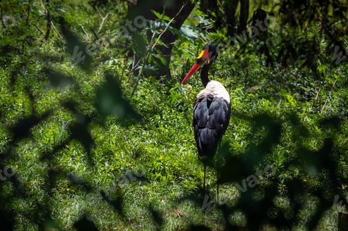 Preview: Saddle-billed Stork bird (Ephippiorhynchus senegalensis)