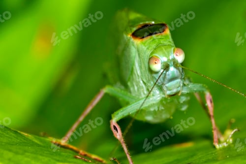 Vorschau: Mimetische Heuschrecke, tropischer Regenwald, Costa Rica