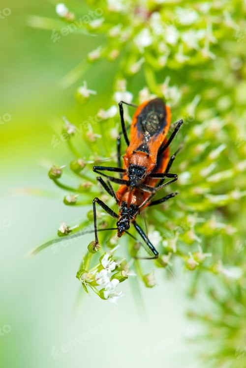 Preview: Red stink bug mating on a plant in the wild
