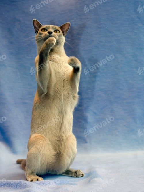 Preview: Cat on hind legs with blue background