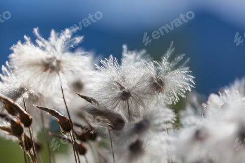 Preview: Polar flowers