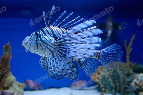 Preview: Lionfish