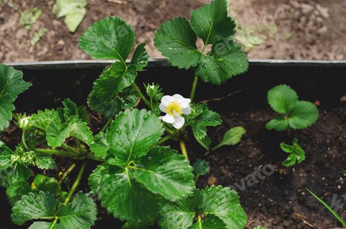 Preview: Strawberry Plant with Flower Growing in Garden