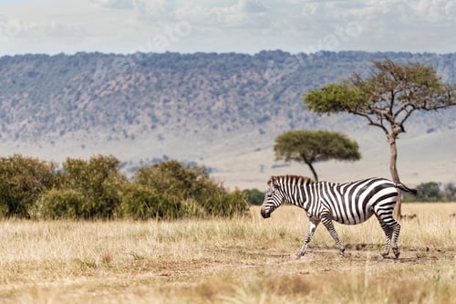 Preview: Zebra Walking Through Kenya Adfrica Field Alone