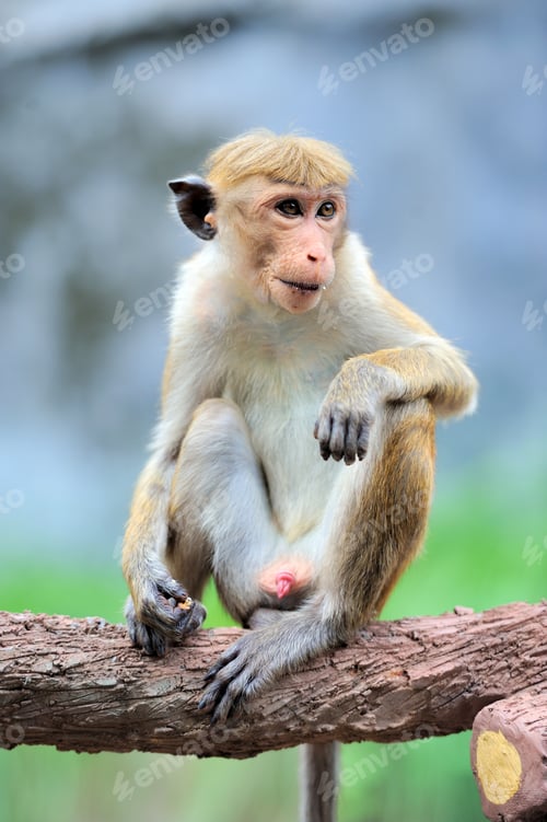 Preview: Monkey in the living nature
