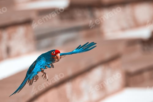 Preview: bird, parrot, Scarlet, Macaw, flying
