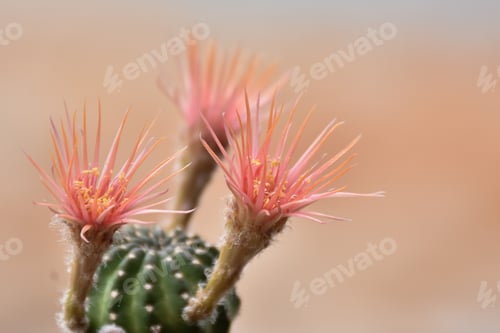 Preview: Pink Cactus Blooms in a Natural Setting