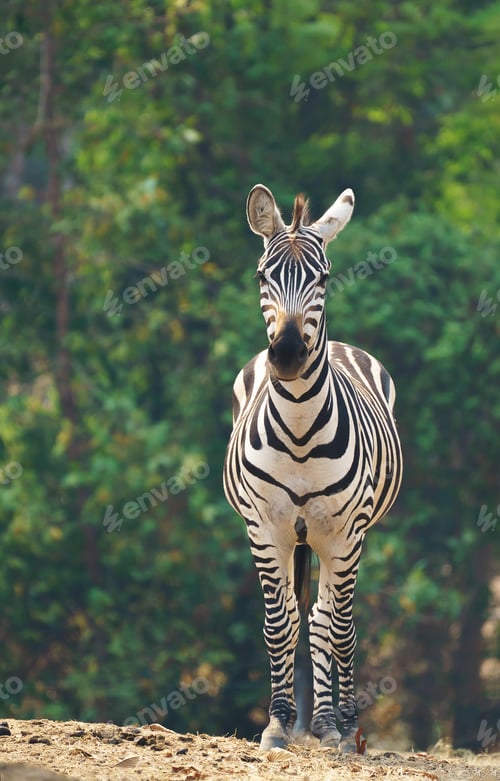 Preview: zebra standing alone in zoo