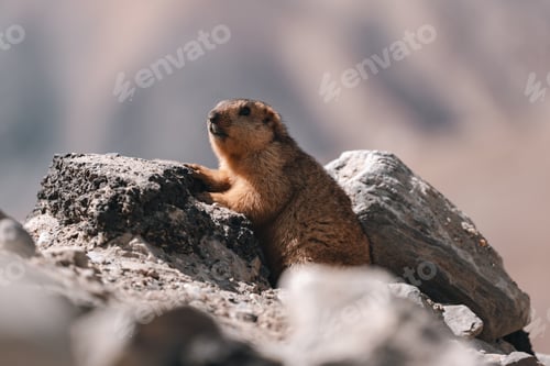 Preview: Himalayan marmot perched on rocky terrain, blending into the rugged mountain landscape