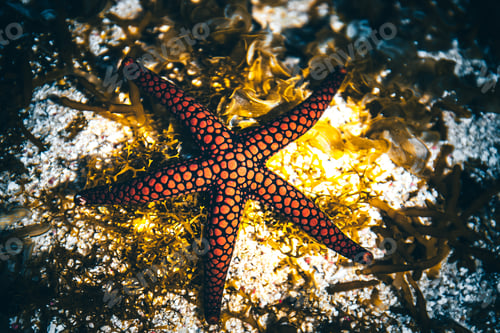 Preview: Close-up image of a red-black starfish resting amongst a bed of algae on a sandy beach, Indian Ocean