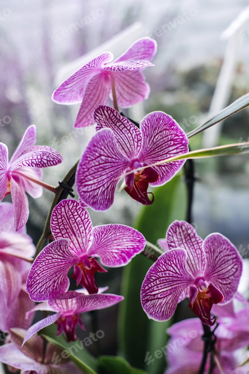 Preview: Close-up of vibrant purple orchids with striped petals in soft natural light. Tropical elegance,