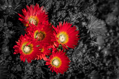 Preview: Vibrant red flowers against monochrome background.