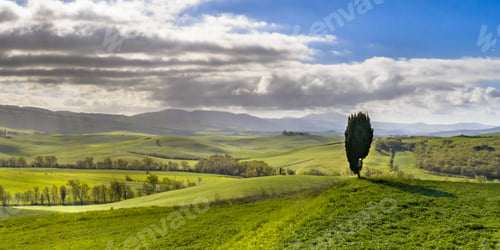 Preview: Lonely Cypress tree