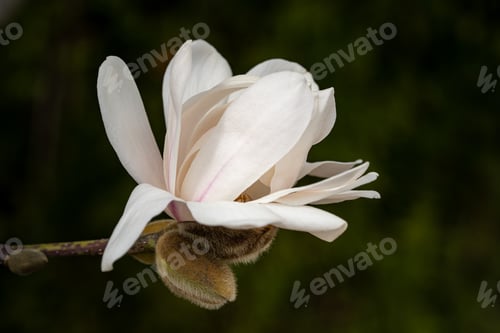 Preview: Close up of blooming magnolia flower on a blurry background in spring