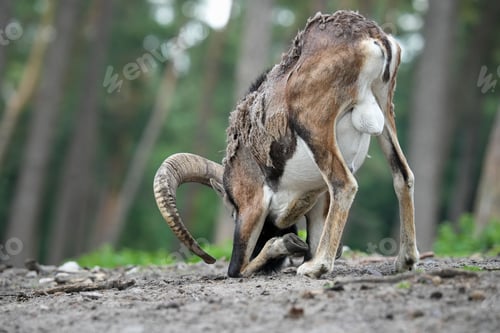 Preview: A beautiful Mouflon standing in a rural forest and its head on the ground