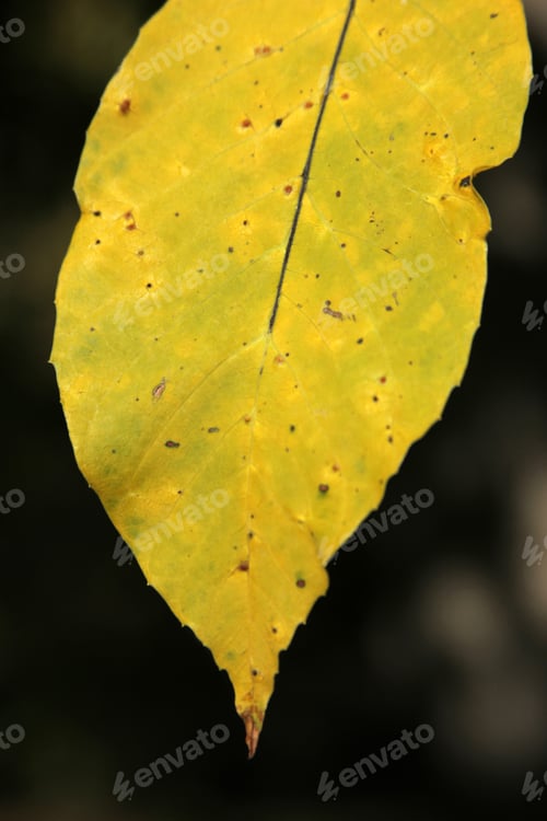 Preview: Leaf