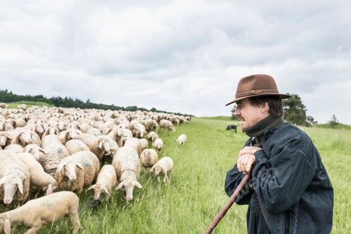 Preview: Farmer in field tending to sheep