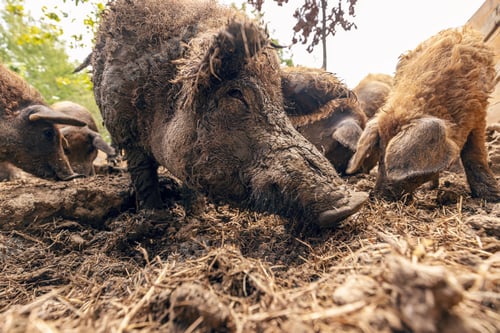 Preview: Mangalica pigs foraging in mud