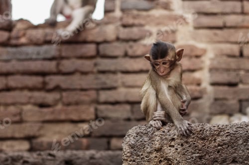 Preview: Monkeys sit on brick