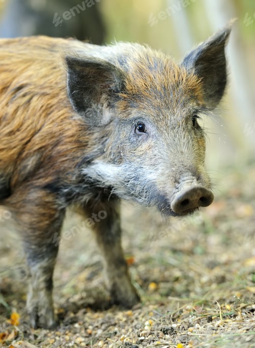 Preview: Wild boar