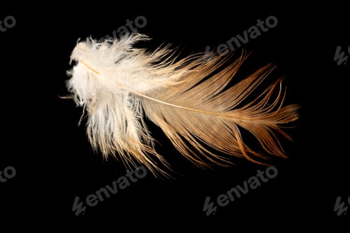 Preview: brown and white hen feather on black isolated background