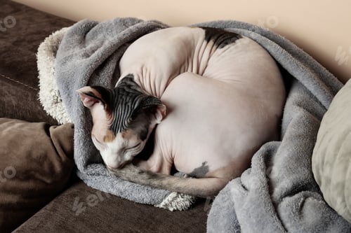 Preview: Cute cat relaxing on sofa at home. Lovely pet