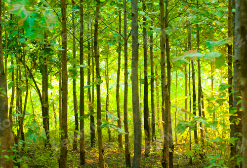 Preview: Abstract forest background, nature abstract background, forest blurred background.