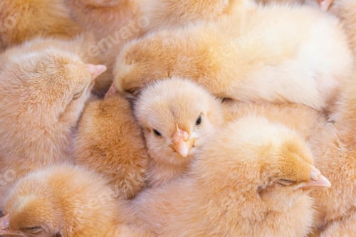 Preview: Close up newborn chicken, chicken farm