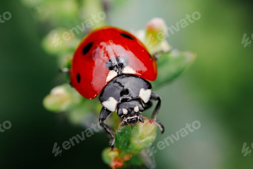 Preview: Green grass with ladybug. Beautiful nature background with morning fresh grass and ladybug.