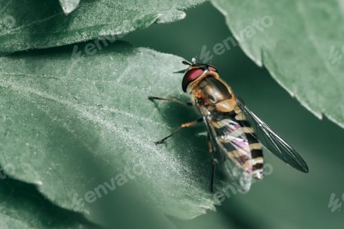Preview: Macro of an Epistrophe fly perched on a green leaf