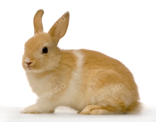 Preview: Rabbit