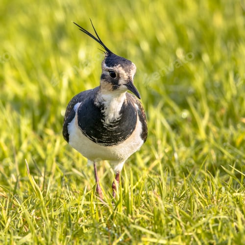 Preview: Northern lapwing foraging in grassland Netherlands