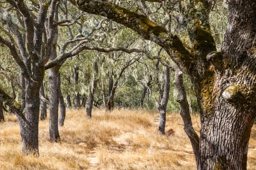 Preview: Oak tree forest