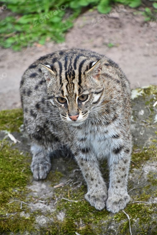 Vista previa: Portrait of fishing cat looking at camera