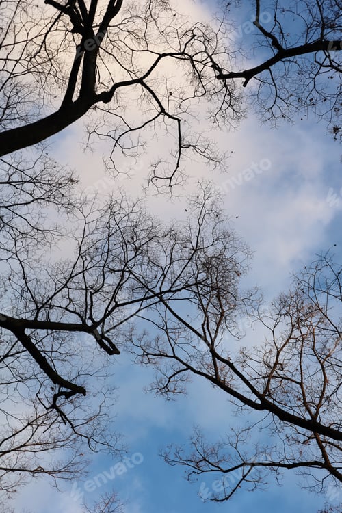 Preview: Winter tree silhouette with branches against sky