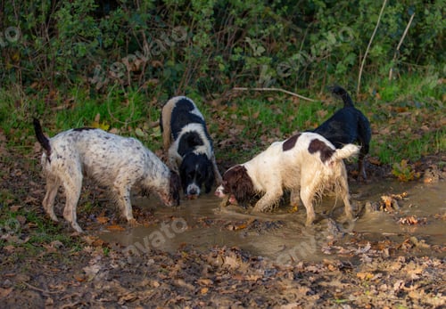 Preview: Dogs playing in a muddy forest setting.