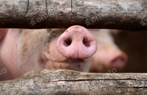 Preview: Nose of a curious pig in a stable behind bars