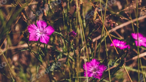 Beautiful Purple Forest Flower.