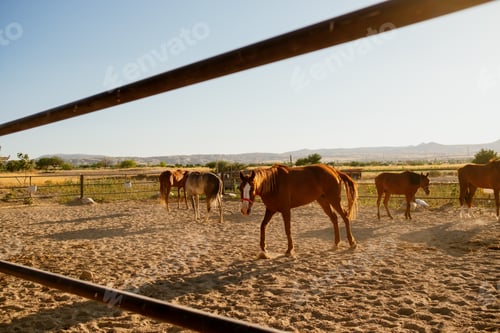 Preview: Horses in a fenced area with mountains in the background