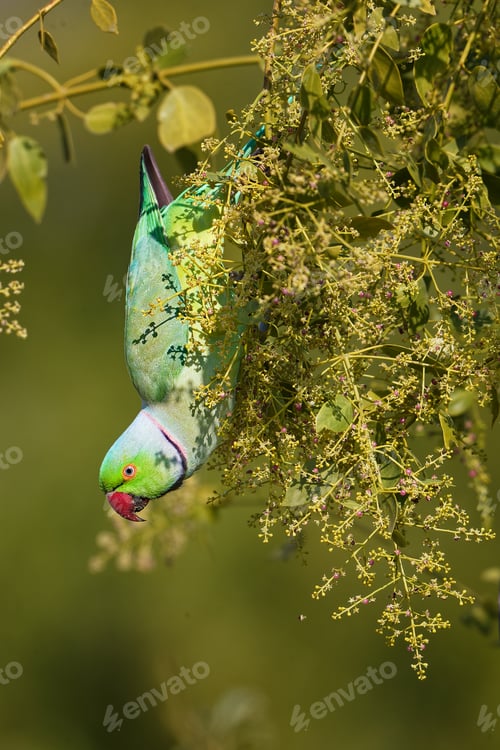 Preview: Red billed