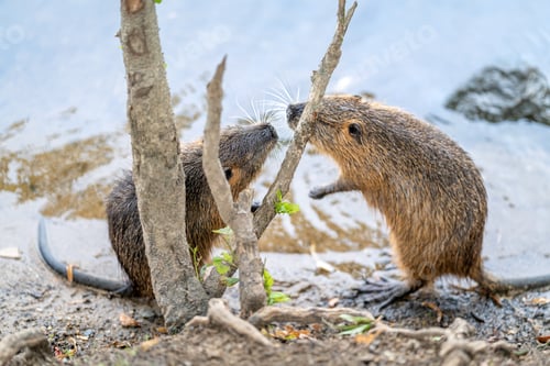 Preview: nutria are playing on the river bank