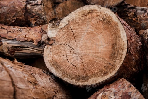 Preview: Good log. Close-up of huge log layingamong others