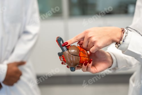 Preview: Medical student holding anatomical heart model during university lesson