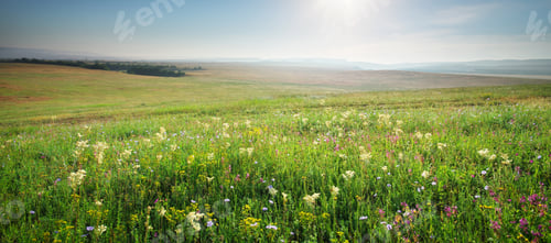 Preview: Spring morning