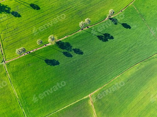 Preview: Aerial view of lush green rice field with sugar palm trees. Sustainable agriculture landscape.