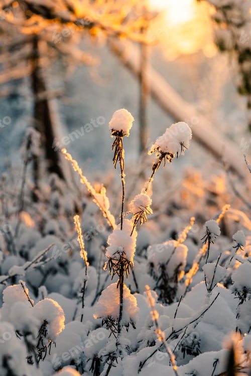 Preview: Winter landscape with snow-covered plants illuminated by warm sunset light.
